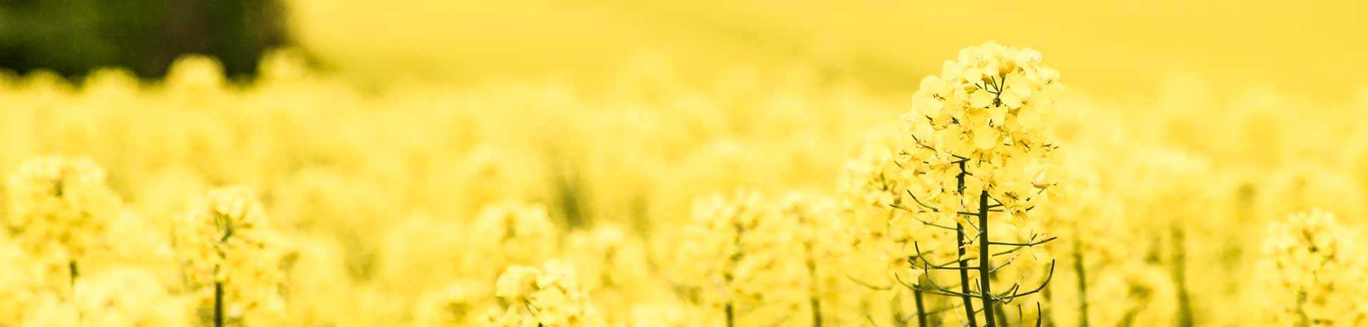 Forside - Bedemand Kjellerup-Ans 7 Forside - Bedemand Kjellerup-Ans 7